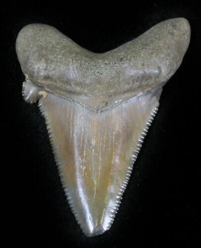 Bargain Angustidens Tooth - Megalodon Ancestor #30209